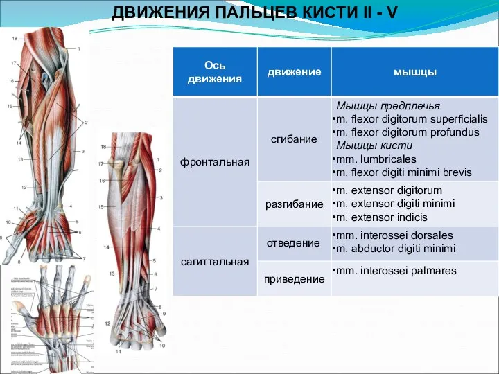 ДВИЖЕНИЯ ПАЛЬЦЕВ КИСТИ II - V отведение