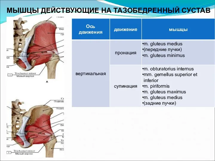 МЫШЦЫ ДЕЙСТВУЮЩИЕ НА ТАЗОБЕДРЕННЫЙ СУСТАВ