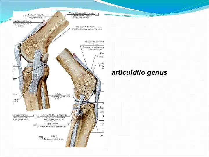 articuldtio genus