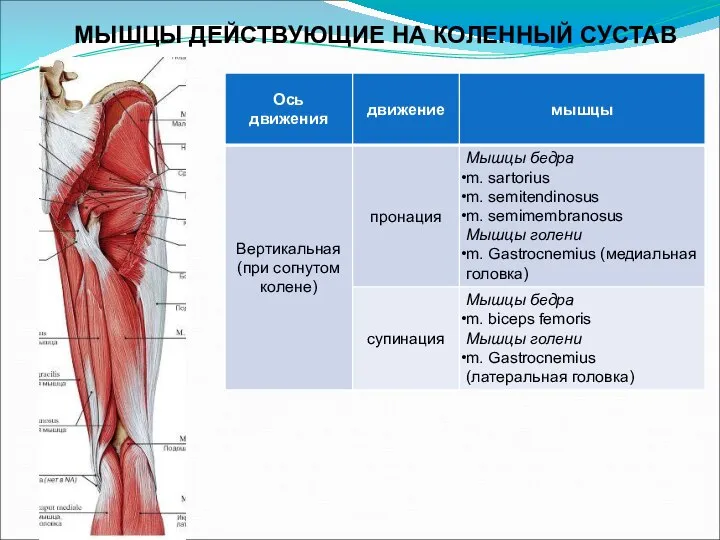 МЫШЦЫ ДЕЙСТВУЮЩИЕ НА КОЛЕННЫЙ СУСТАВ