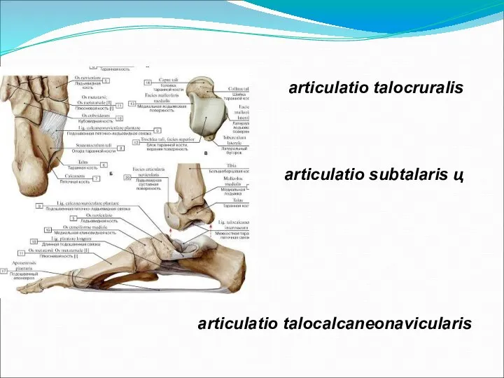 articulatio talocruralis articulatio subtalaris ц articulatio talocalcaneonavicularis