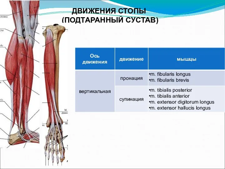 ДВИЖЕНИЯ СТОПЫ (ПОДТАРАННЫЙ СУСТАВ)