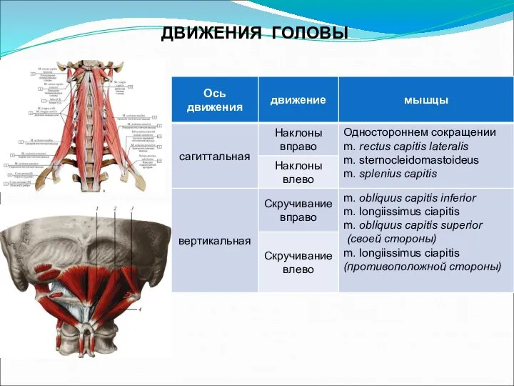 ДВИЖЕНИЯ ГОЛОВЫ