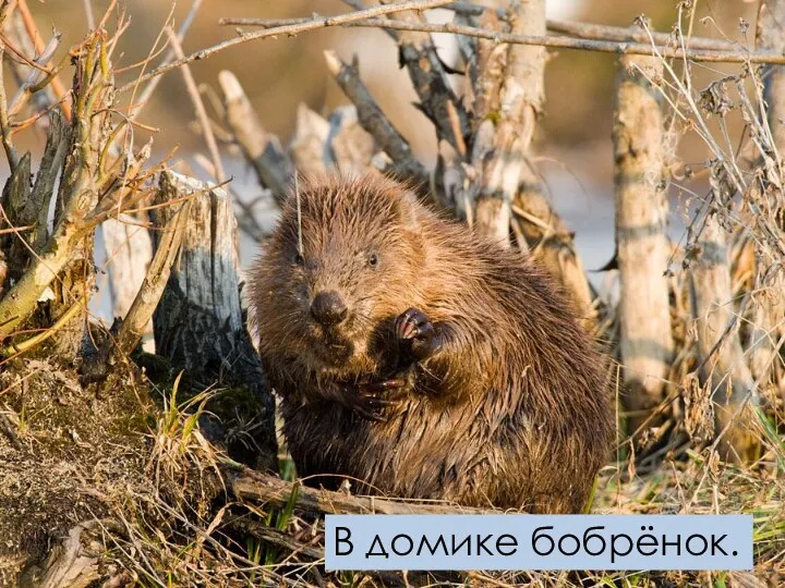 В домике бобрёнок.