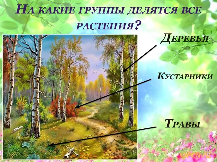 На какие группы делятся все растения? Деревья Кустарники Травы