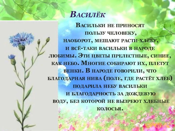 Василёк Васильки не приносят пользу человеку, наоборот, мешают расти хлебу, и всё-таки