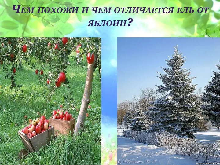 Чем похожи и чем отличается ель от яблони?