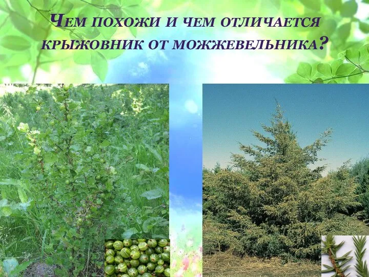 Чем похожи и чем отличается крыжовник от можжевельника?