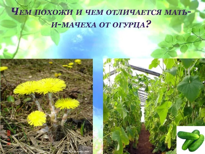 Чем похожи и чем отличается мать-и-мачеха от огурца?