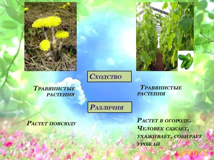 Травянистые растения Сходство Растет в огороде. Человек сажает, ухаживает, собирает урожай Растет повсюду Различия Травянистые растения