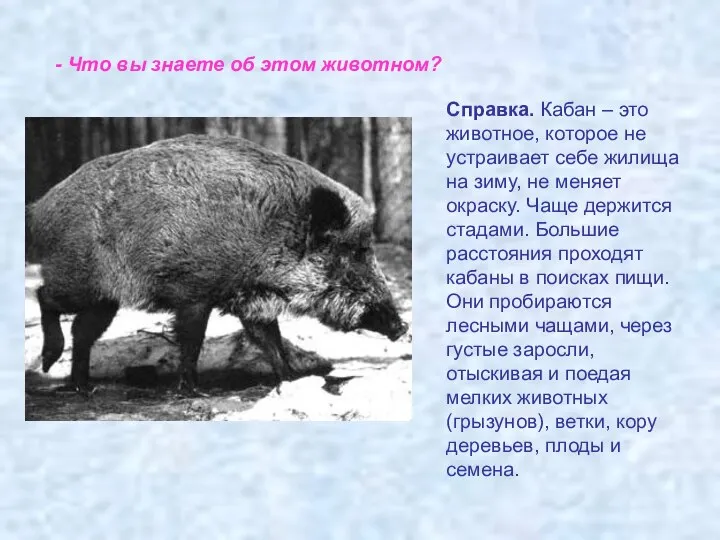 - Что вы знаете об этом животном? Справка. Кабан – это животное,