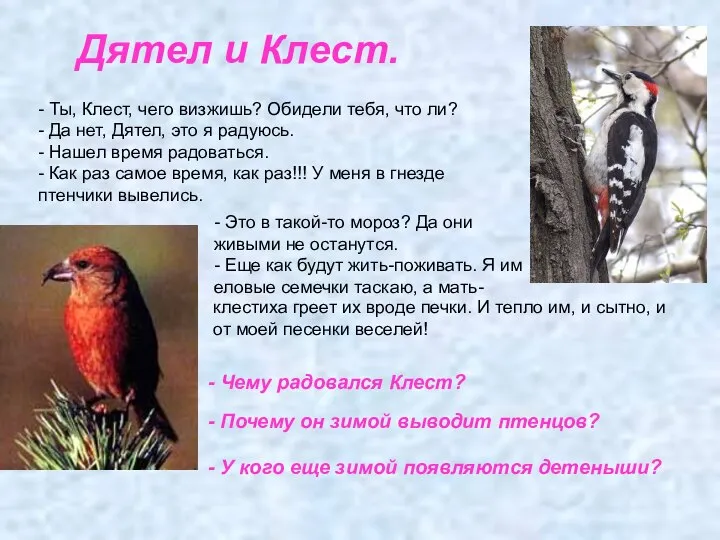 Дятел и Клест. - Ты, Клест, чего визжишь? Обидели тебя, что ли?