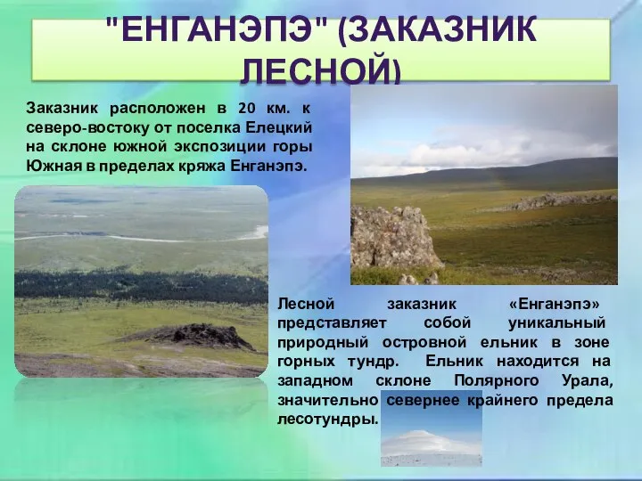 "ЕНГАНЭПЭ" (ЗАКАЗНИК ЛЕСНОЙ) Заказник расположен в 20 км. к северо-востоку от поселка