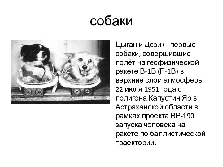 собаки Цыган и Дезик - первые собаки, совершившие полёт на геофизической ракете