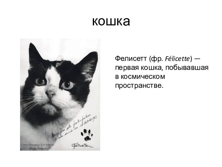 кошка Фелисетт (фр. Félicette) — первая кошка, побывавшая в космическом пространстве.