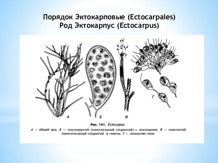 Порядок Эктокарповые (Ectocarpales) Род Эктокарпус (Ectocarpus)
