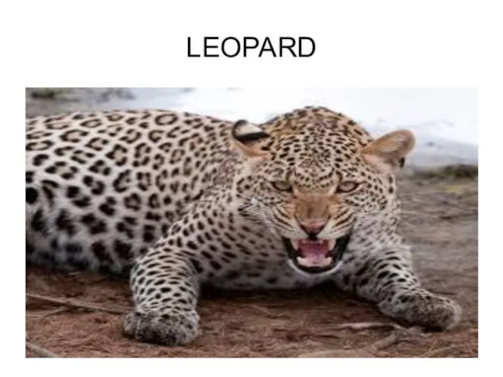 LEOPARD