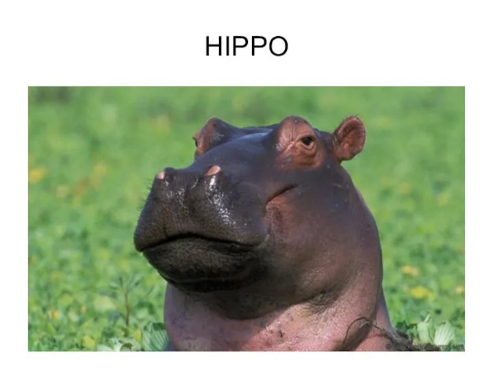 HIPPO