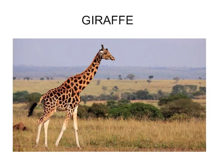 GIRAFFE