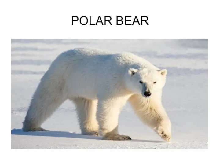 POLAR BEAR