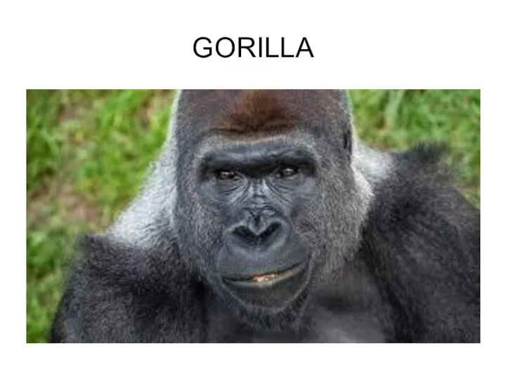 GORILLA