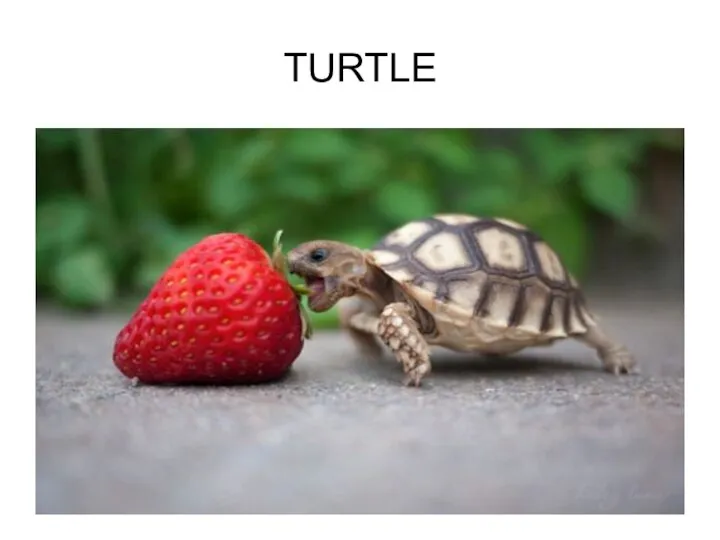 TURTLE