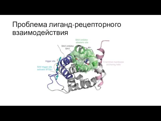 Проблема лиганд-рецепторного взаимодействия