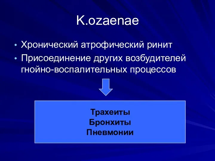 K.ozaenae Хронический атрофический ринит Присоединение других возбудителей гнойно-воспалительных процессов Трахеиты Бронхиты Пневмонии