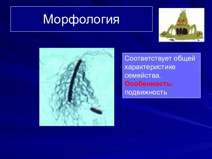 Морфология Соответствует общей характеристике семейства. Особенность: подвижность