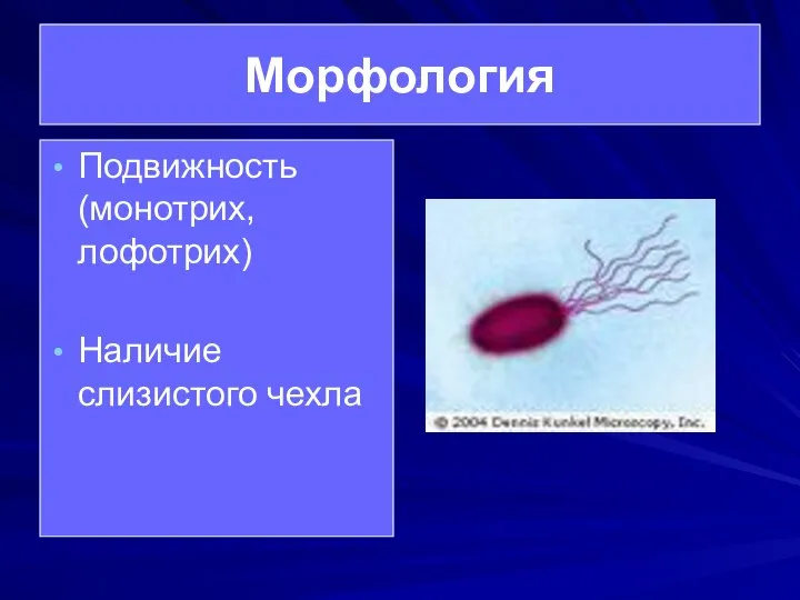 Морфология Подвижность (монотрих, лофотрих) Наличие слизистого чехла