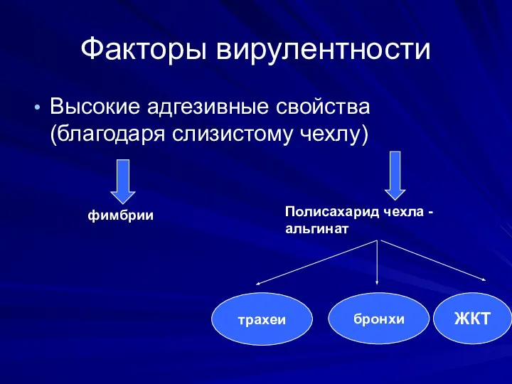 Факторы вирулентности Высокие адгезивные свойства (благодаря слизистому чехлу) фимбрии Полисахарид чехла -альгинат трахеи бронхи ЖКТ