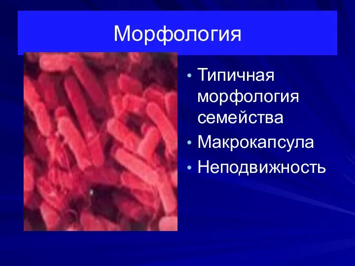 Морфология Типичная морфология семейства Макрокапсула Неподвижность