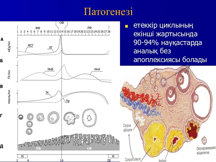 Патогенезі етеккір циклының екінші жартысында 90-94% науқастарда аналық без апоплексиясы болады