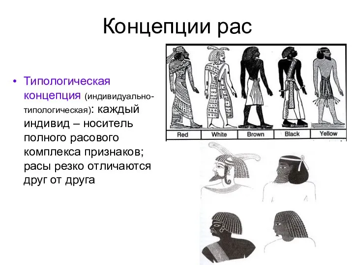 Концепции рас Типологическая концепция (индивидуально-типологическая): каждый индивид – носитель полного расового комплекса