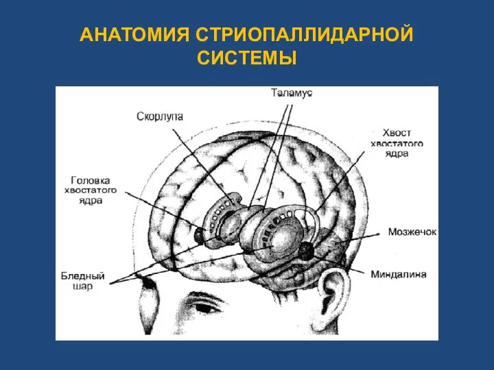 АНАТОМИЯ СТРИОПАЛЛИДАРНОЙ СИСТЕМЫ