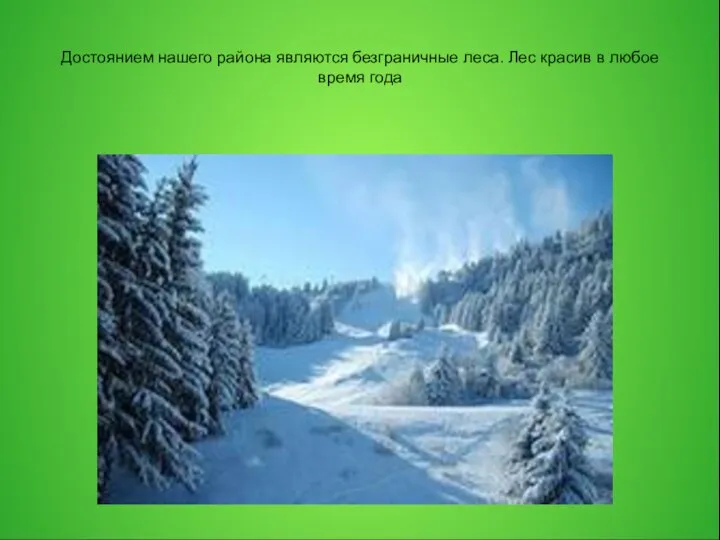 Достоянием нашего района являются безграничные леса. Лес красив в любое время года