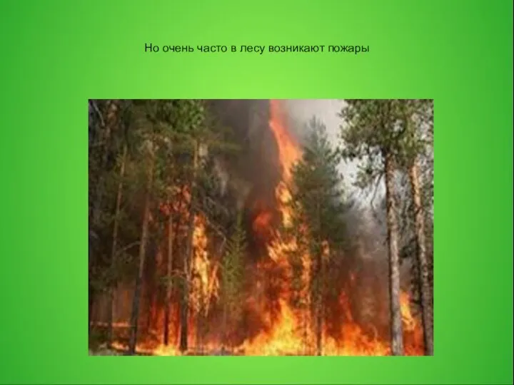 Но очень часто в лесу возникают пожары