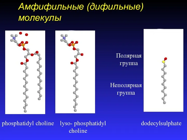 Амфифильные (дифильные) молекулы phosphatidyl choline lyso- phosphatidyl choline dodecylsulphate Полярная группа Неполярная группа