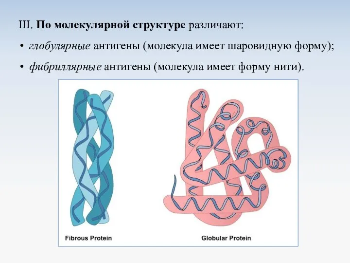 III. По молекулярной структуре различают: глобулярные антигены (молекула имеет шаровидную форму); фибриллярные