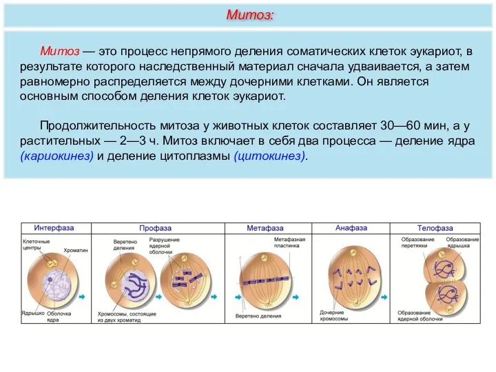 Митоз — это процесс непрямого деления соматических клеток эукариот, в результате которого