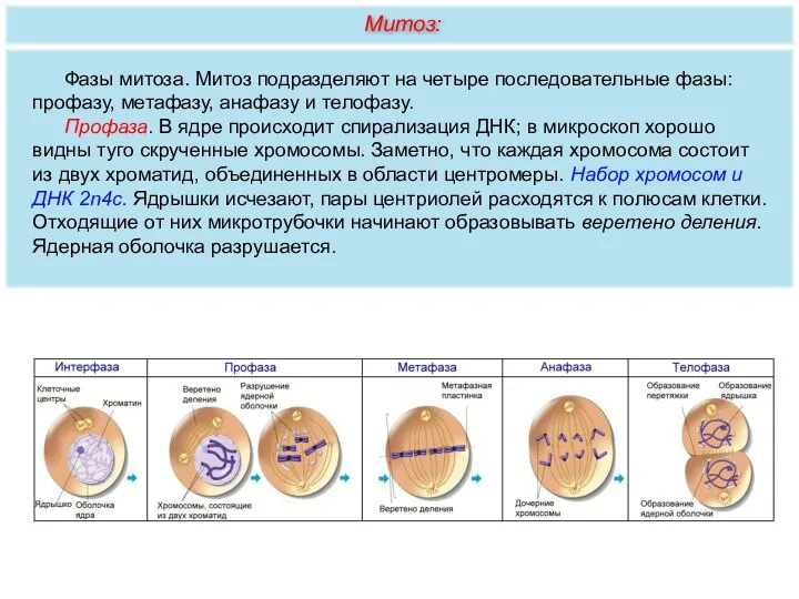 Фазы митоза. Митоз подразделяют на четыре последовательные фазы: профазу, метафазу, анафазу и