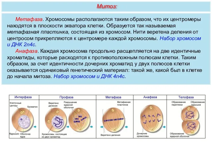 Метафаза. Хромосомы располагаются таким образом, что их центромеры находятся в плоскости экватора