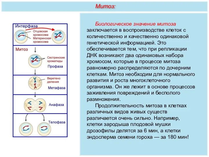 Биологическое значение митоза заключается в воспроизводстве клеток с количественно и качественно одинаковой