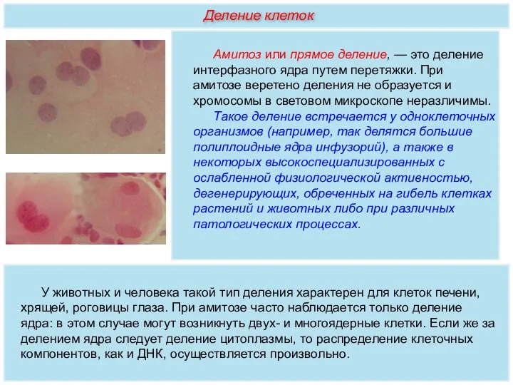 Амитоз или прямое деление, — это деление интерфазного ядра путем перетяжки. При