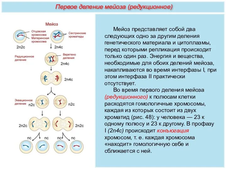 Мейоз представляет собой два следующих одно за другим деления генетического материала и