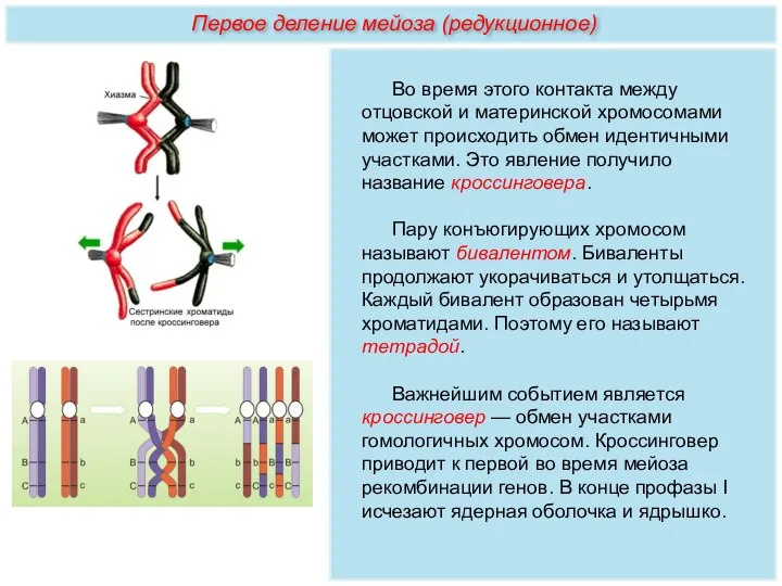 Во время этого контакта между отцовской и материнской хромосомами может происходить обмен