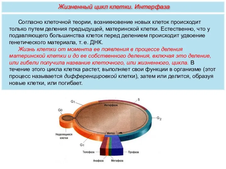 Согласно клеточной теории, возникновение новых клеток происходит только путем деления предыдущей, материнской