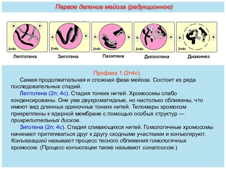 Профаза 1 (2n4с) Самая продолжительная и сложная фаза мейоза. Состоит из ряда