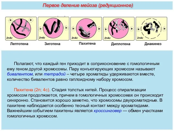 Полагают, что каждый ген приходит в соприкосновение с гомологичным ему геном другой