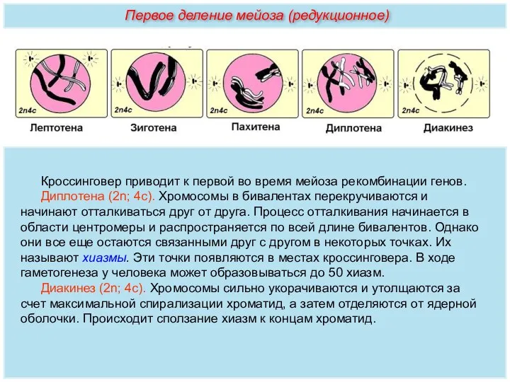 Кроссинговер приводит к первой во время мейоза рекомбинации генов. Диплотена (2n; 4с).